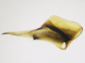 Dolerus pratensis